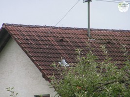 Kupferreiter im Einsatz